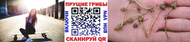 Псилоцибиновые грибы GOLDEN TEACHER  Далматово 